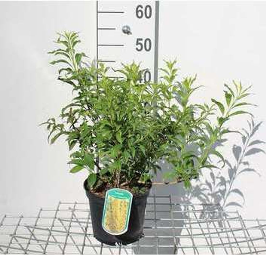 Forsythia int. 'Mikador' ('minfor6') - Goldglšckchen 30- 50 cm Container