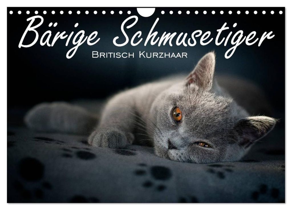 Bärige Schmusetiger - Britisch Kurzhaar / CH-Version (Wandkalender 2027 DIN A4 quer), CALVENDO Monatskalender