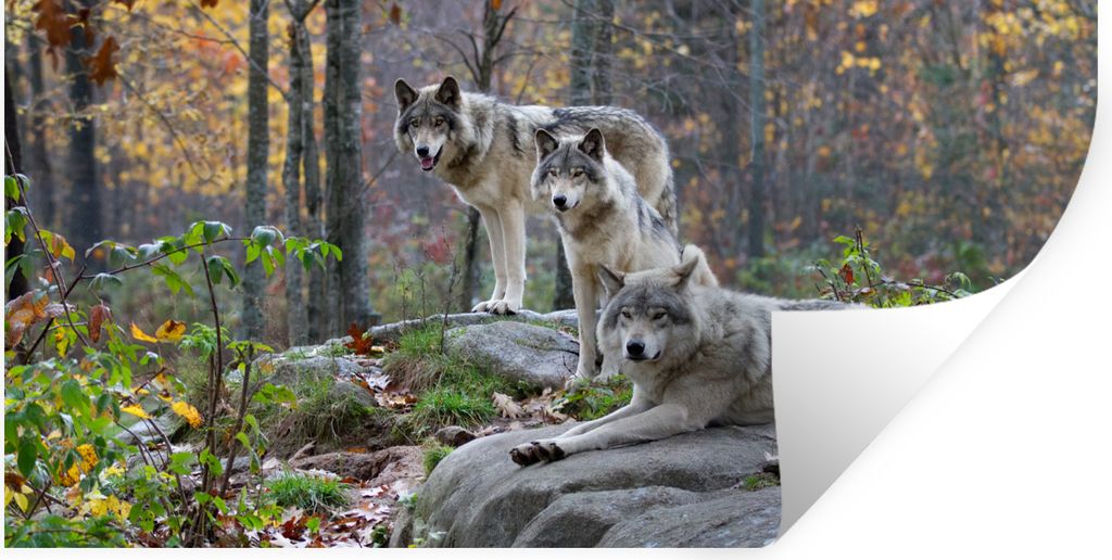 MuchoWow Wandtattoo Wandsticker Wandaufkleber Wölfe - Fels - Wald 40x20 cm Selbstklebend und Repositionierbar - Aufkleber