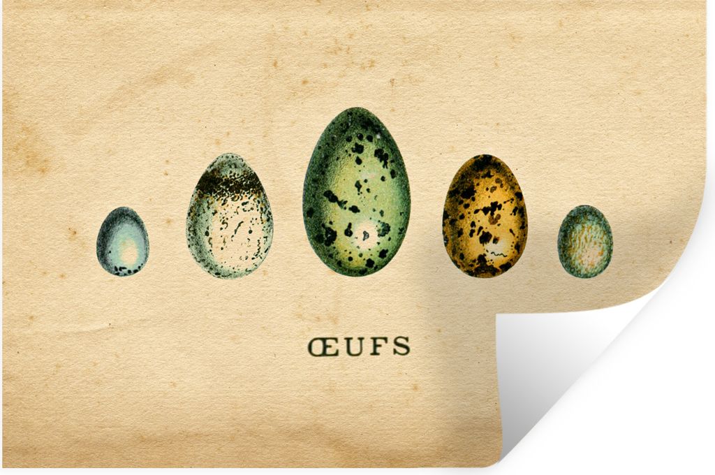 MuchoWow Wandtattoo Wandsticker Wandaufkleber Eier - Tiere - Design 60x40 cm Selbstklebend und Repositionierbar - Wierderverwendbar - Selbstklebend