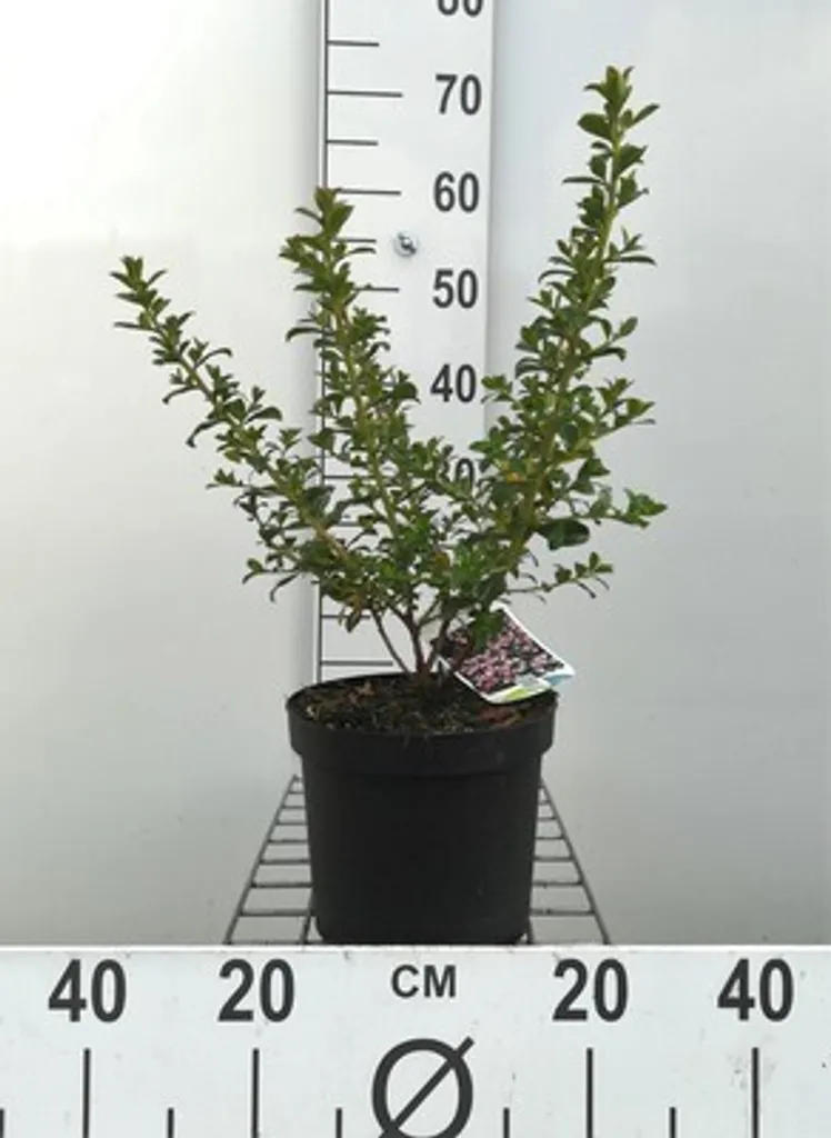 Escallonia Apple Blossom Arbuste Andin Rose Rustique 40-50 cm