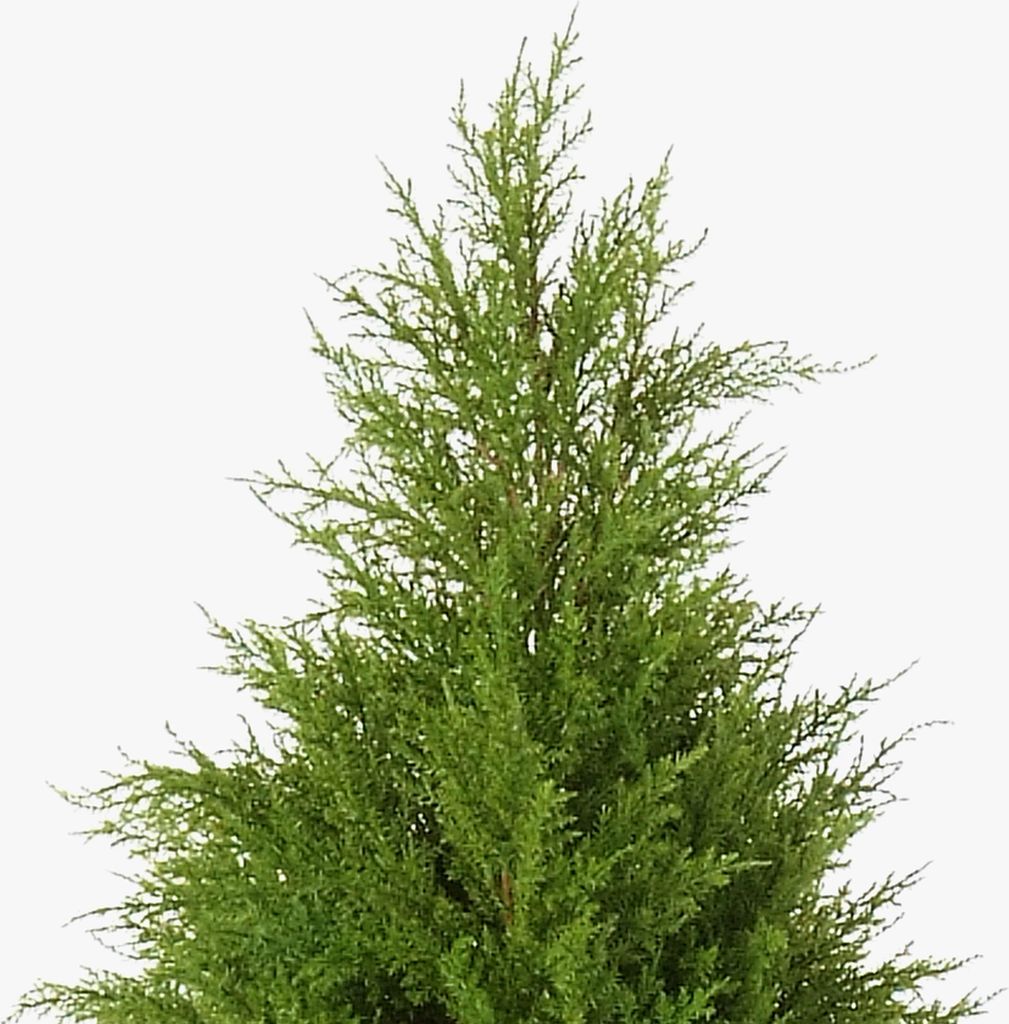 artplants.de Künstlicher Edel Zeder im Zementtopf, 180cm - Künstliche Zypresse - Konifere künstlich