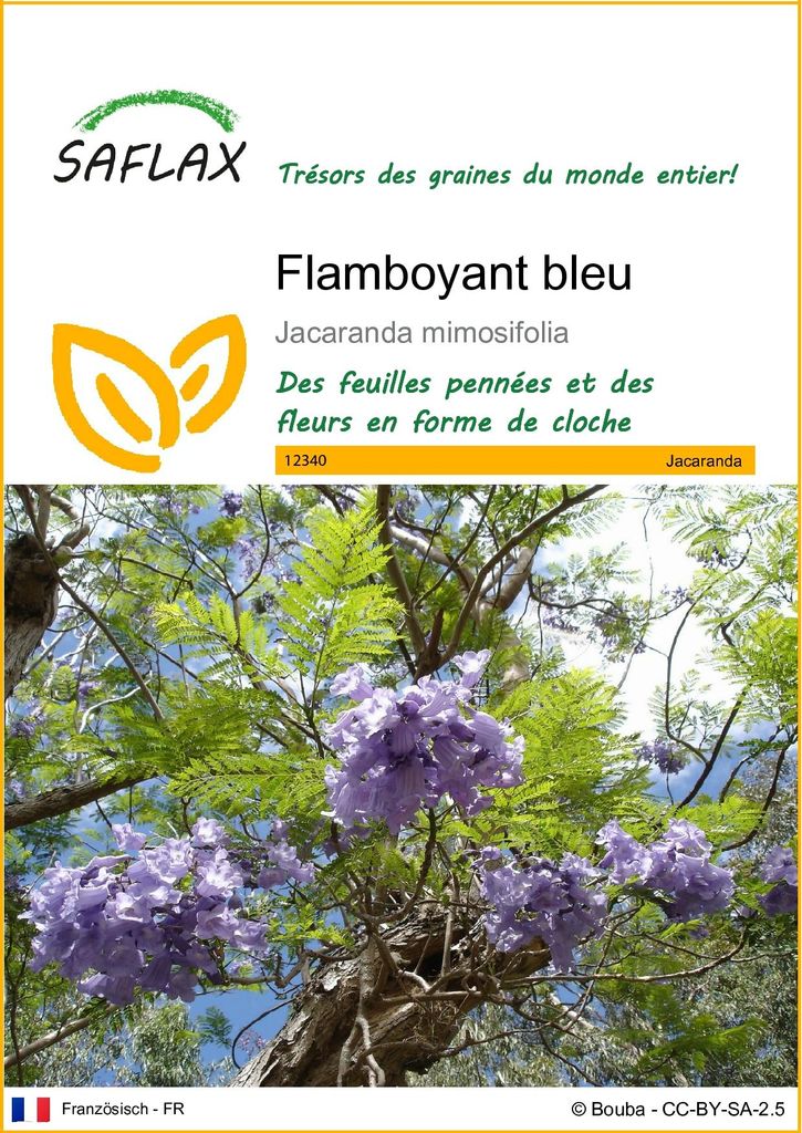 SAFLAX  - Flamboyant bleu - 50 graines - Jacaranda Image du produit 