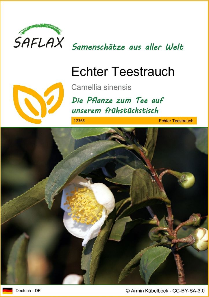 SAFLAX - Echter Teestrauch - Camellia sinensis - 6 Samen Produktbild 