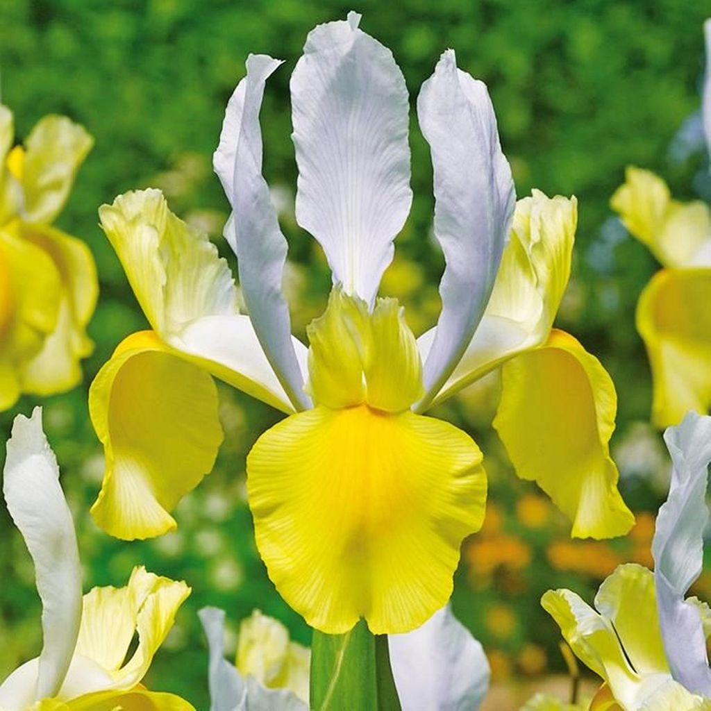 Iris Montecito olandese 10 bulbi di iris Immagine del prodotto 