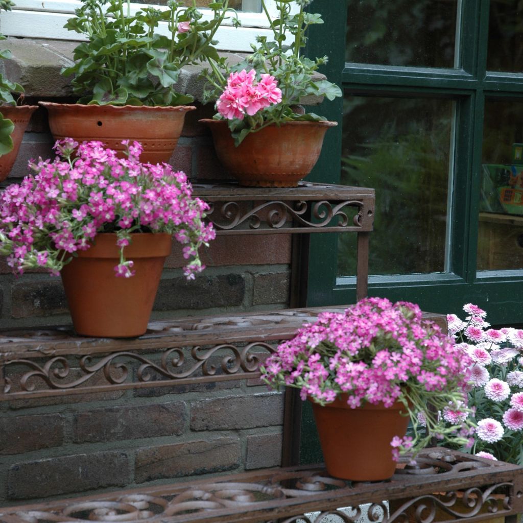 A collection of potted pink flowers arranged on a brick staircase with decorative metal shelves.