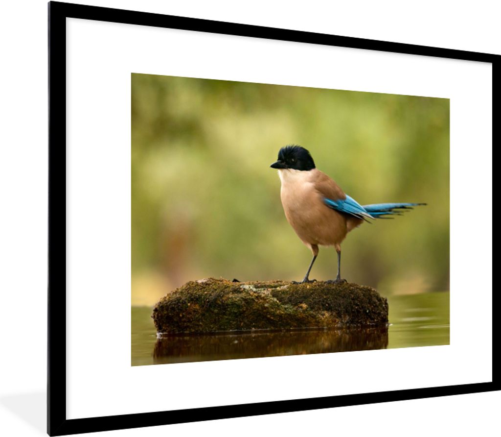 MuchoWow Gerahmtes Poster Elster - Vogel - Moos 80x60 cm - Poster mit Schwarzem Bilderrahmen Wandposter Rahmen Foto Bilder - Schlafzimmer-Dekorat...