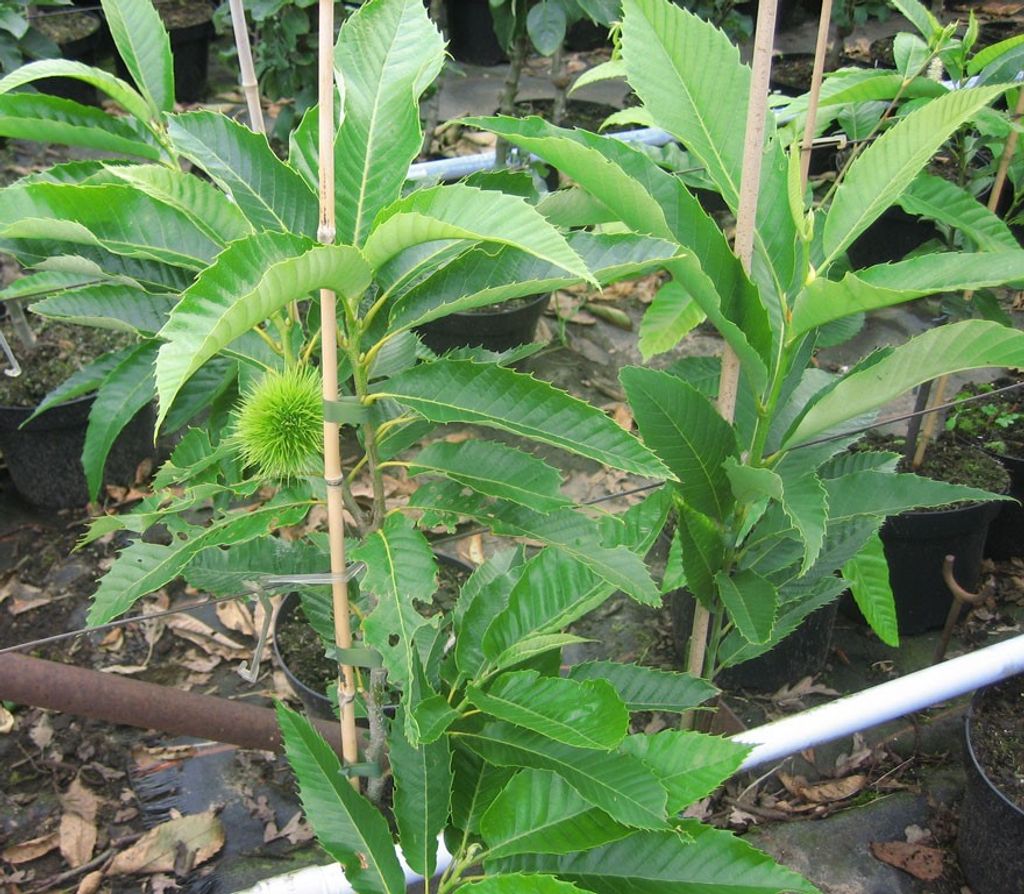 Esskastanie Marone Sämling - Castanea sativa Produktbild 