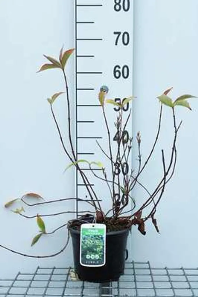 Weigela Moulin Rouge brigela - Arbuste Weigelia 50-60 cm en Conteneur