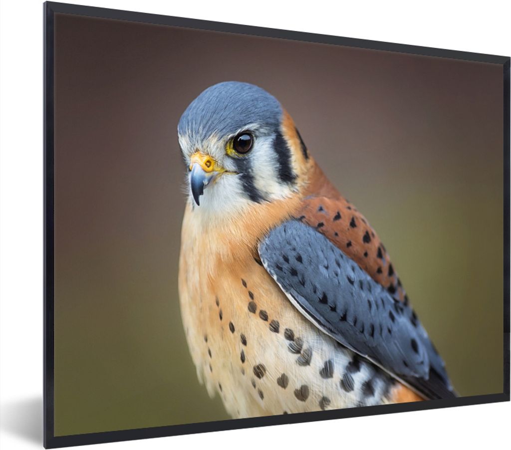 MuchoWow MuchoWow Gerahmtes Poster Vogel - Makro - Blau 80x60 cm - Poster mit zchwarzem Bilderrahmen - Schwarzem - Mit Gestell