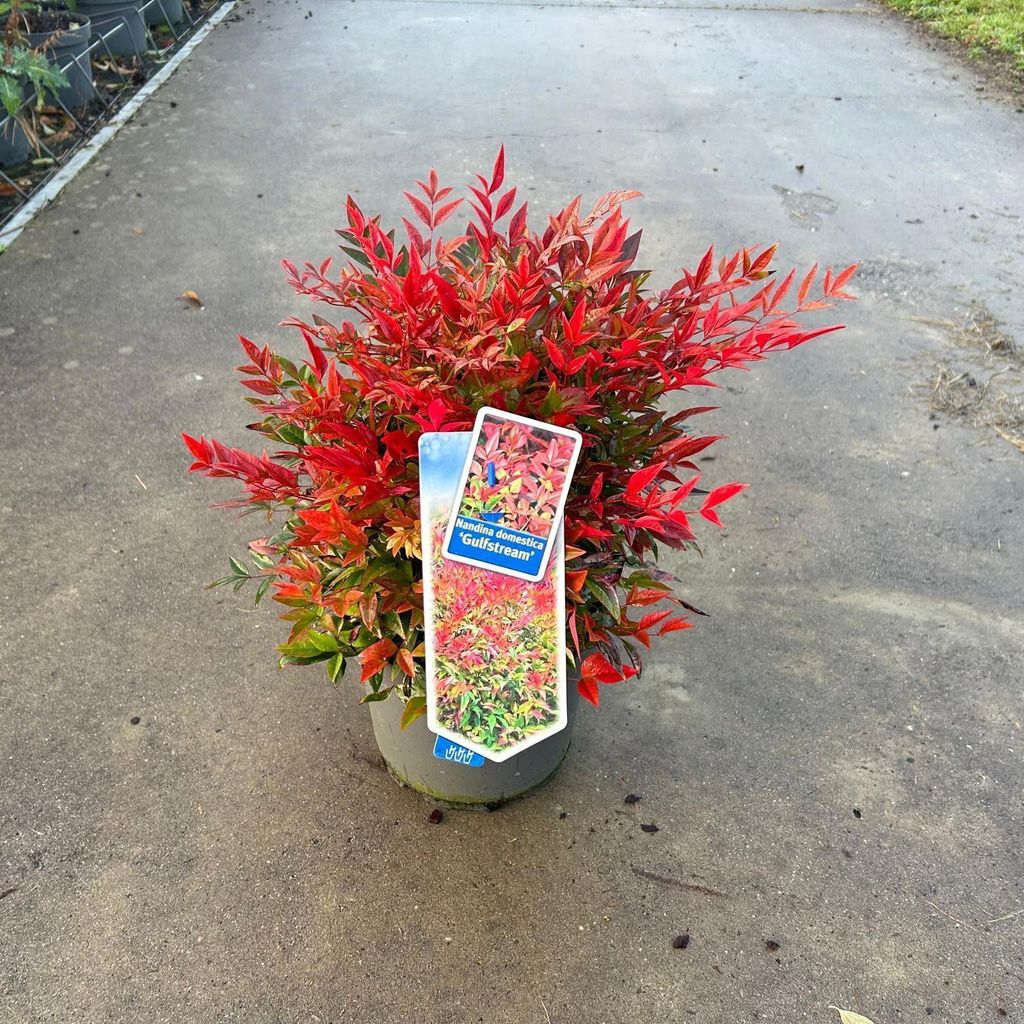 Nandina domestica ‘Gulfstream’ - Himmelsbambus | 35-40 cm im Topf
