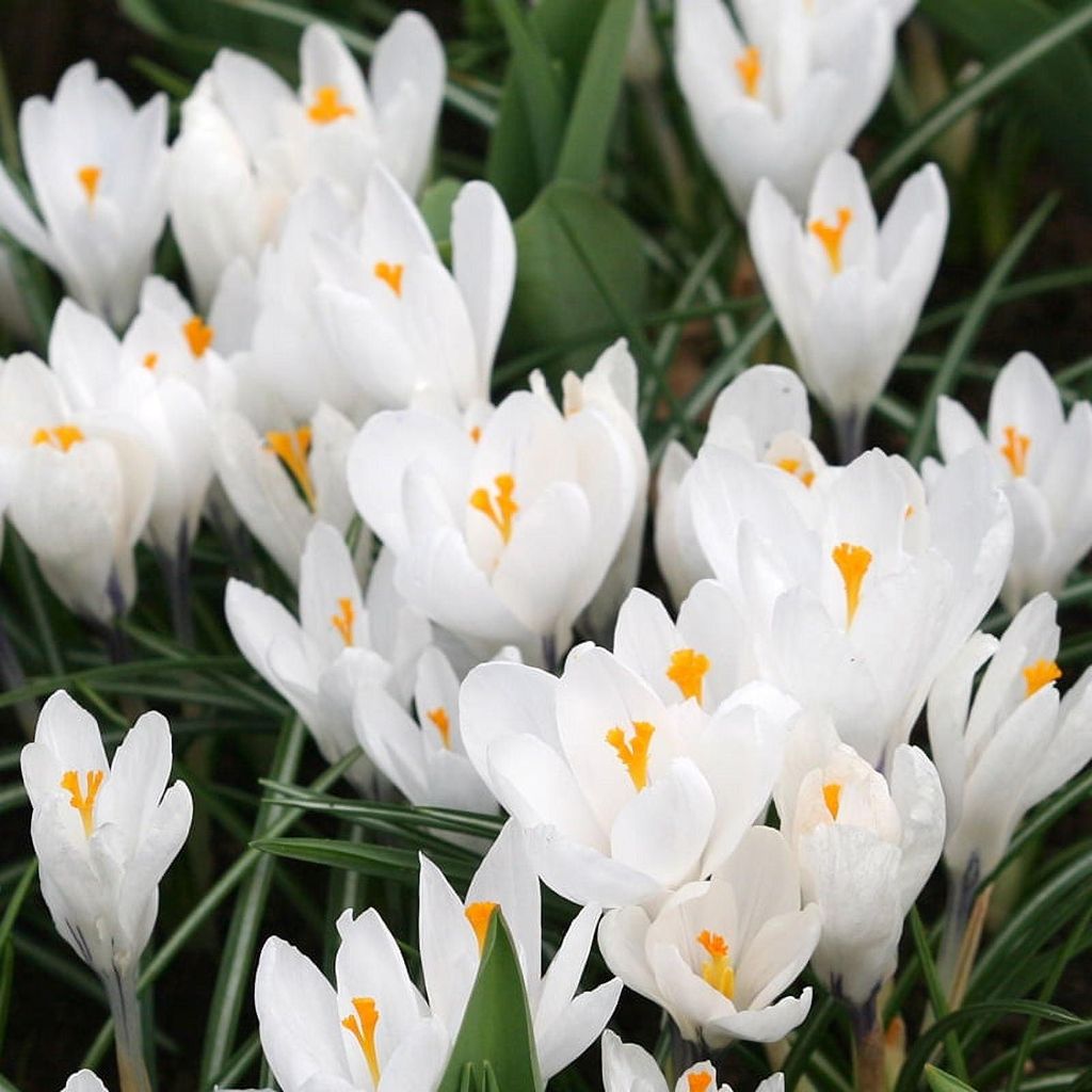 Krokus Jeanne d'Arc, witte bloembollen, 50 stuks. Productafbeelding 
