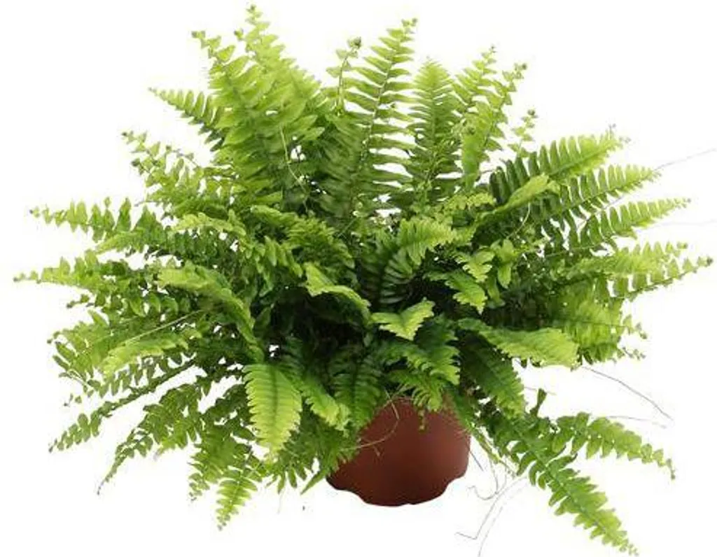 Plante Verte Retombante Nephrolepis Boston Green - Fougère Intérieur Ø12cm