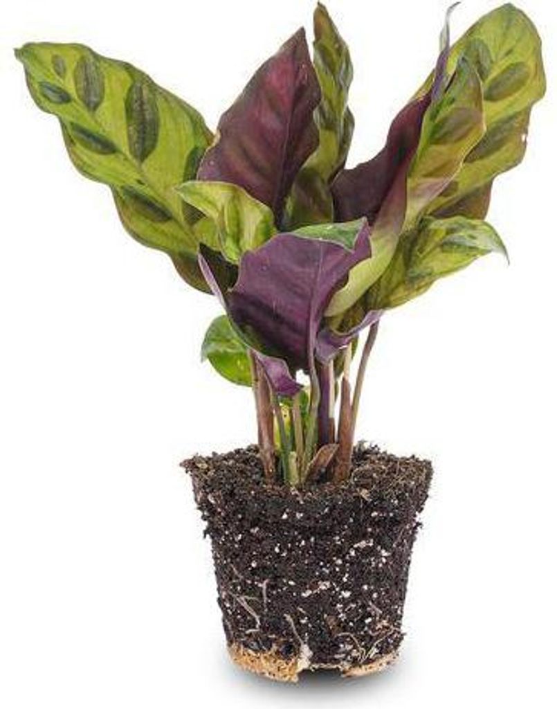 Pfauenpflanze Calathea Lancifolia Terrarienpflanze Ø6cm Exotische Zimmerpflanze