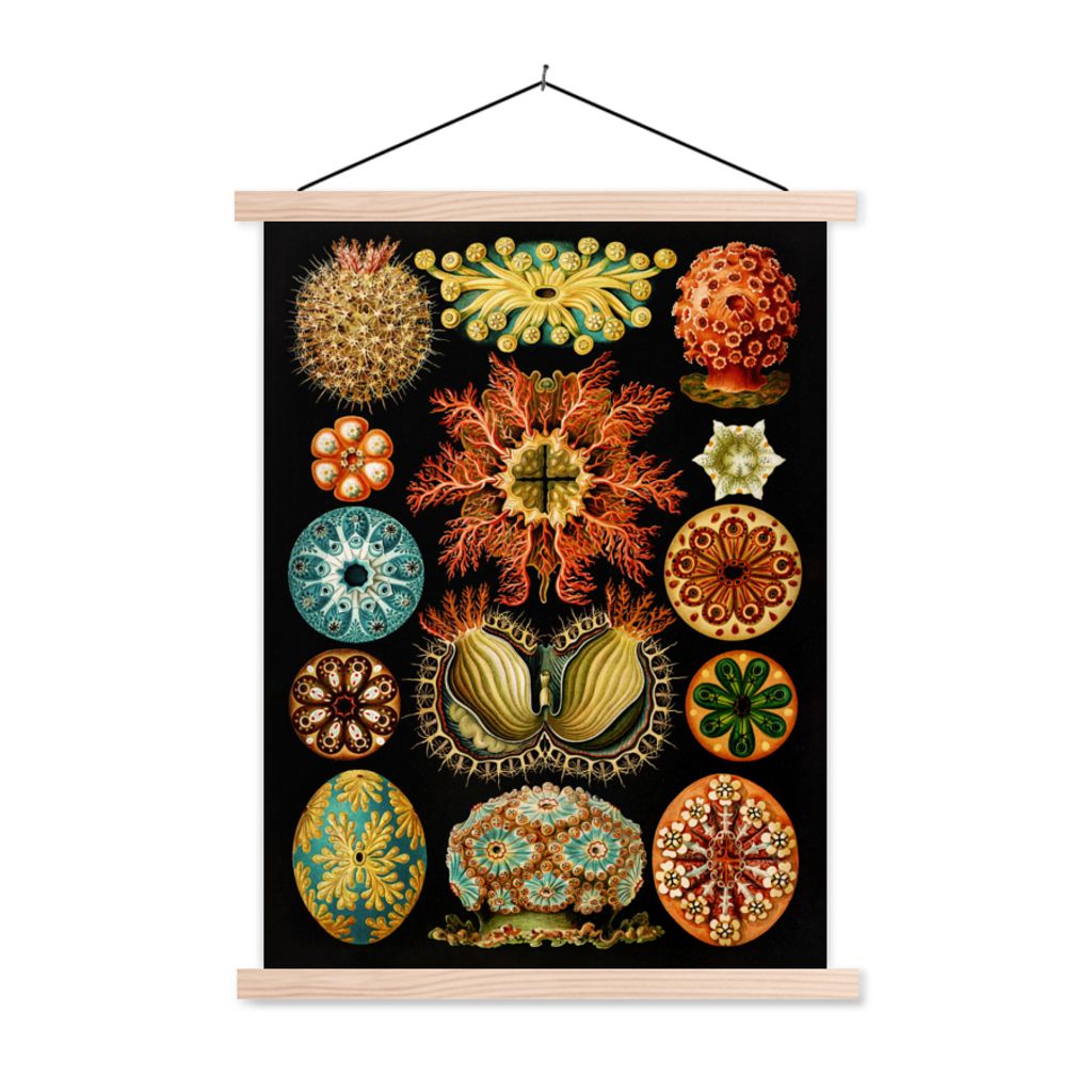 MuchoWow Textilposter Vintage - Ernst Haeckel - Meerestier - Natur - Meer - Kunst 60x80 cm mit holzfarbenen Rahmen - Wandbild