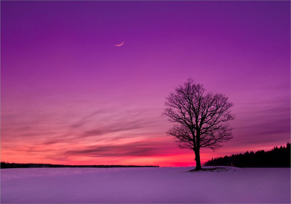 Wallario selbstklebendes Poster - Mond und Baum am Abend Produktbild 