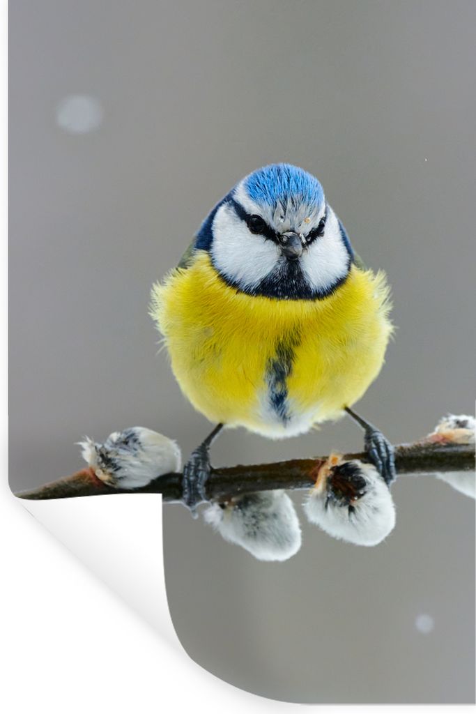 MuchoWow Wandtattoo Wandsticker Wandaufkleber Blaumeise - Vogel - Zweig - Gelb - Blau 40x60 cm Selbstklebend und Repositionierbar - Wierderverwen...