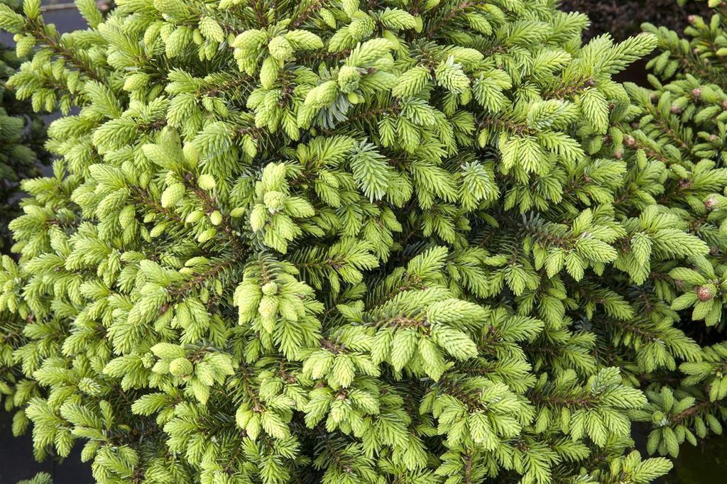 Picea omorika 'Nana', Serbische Fichte, kompakt, 70–80 cm