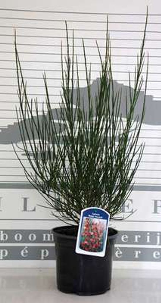 Cytisus (s) 'Roter Favorit' - Roter Ginster Roter Favorit 40- 60 cm Container