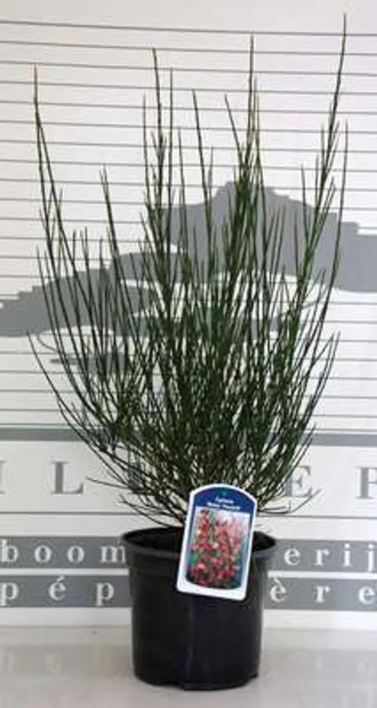 Genêt rouge Cytisus Roter Favorit : l'arbuste idéal pour sols pauvres