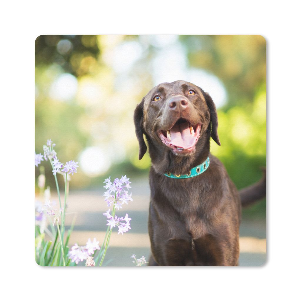MuchoWow Mauspad Mousepad Ein Labrador Retriever mit schönen Blumen 20x20 cm - Mousepads - Maus Mat - Pad - Mausunterlage - Desk Mat - Bureauart...