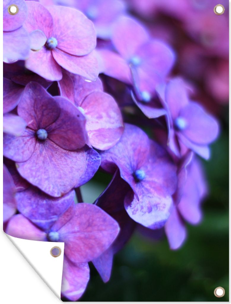 MuchoWow 60x80 cm Outdoor-Poster Gartendeko Sichtschutz Garten Poster für den Garten Blumen - Lila - Hortensie - Natur - Blütenblätter