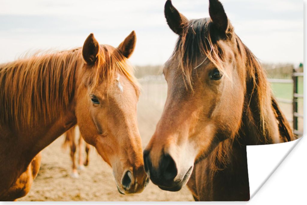 MuchoWow Poster Pferd - Strand - Tiere 30x20 cm - Plakate - Print