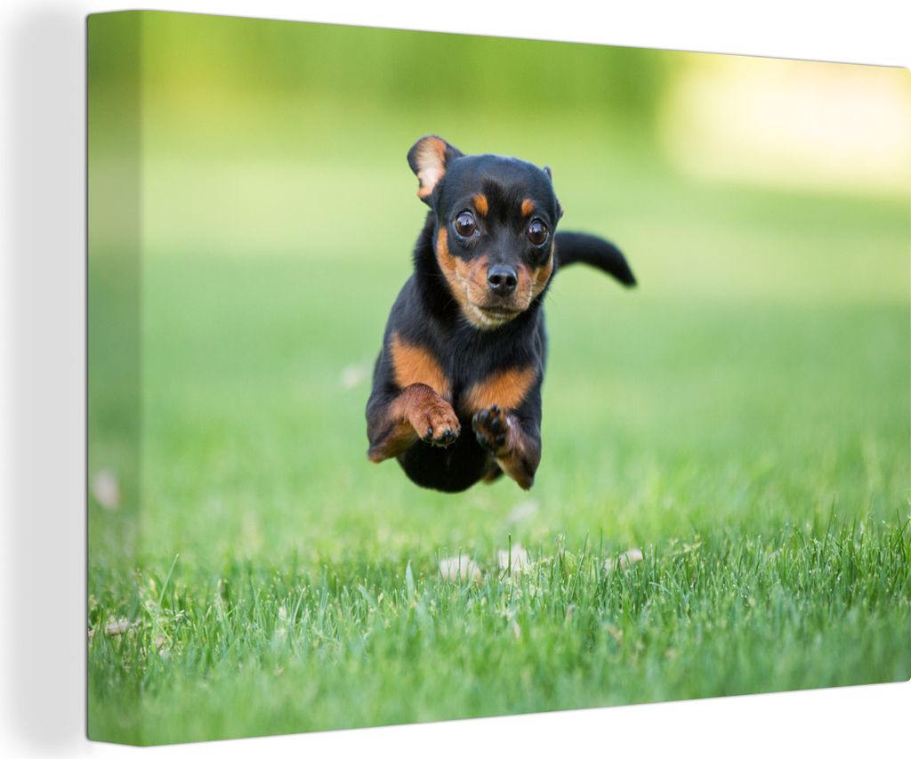 OneMillionCanvasses - Leinwandbilder - 140x90 cm, Ein Chihuahua hüpft durchs Gras, Wandbilder Kunstdruck Wanddekoration - Foto auf Leinwand - Ge...