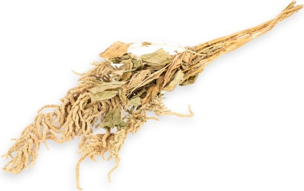 Amaranthus in Natur, getrocknet, im Bund, Größe ca. 70-80cm | Amaranthus caudatus