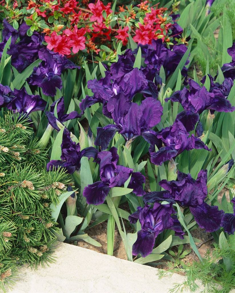 Iris x barb.-nana 'Truly', Zwergiris, blau, ca. 11x11 cm Topf
