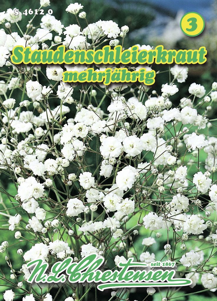 Staudenschleierkraut | Blumensamen von N.L. Chrestensen