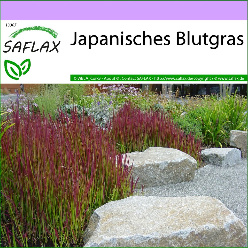 Gräser-Bambus-Chinaschilf SAFLAX 200 Samen Miscanthus sinensis 
