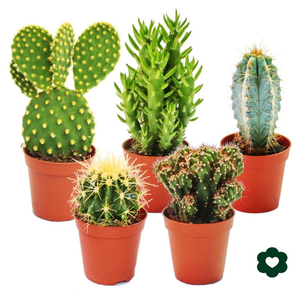 5 různých kaktusů v sadě - 5,5cm květináč Obrázek produktu 