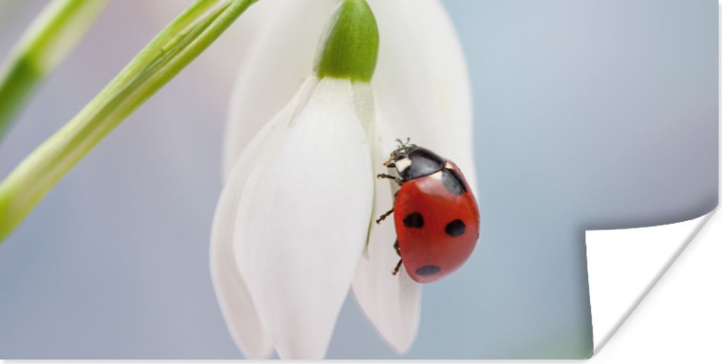 MuchoWow Poster Marienkäfer auf einem Schneeglöckchen 40x20 cm - Poster für die Wand - Poster Schlafzimmer