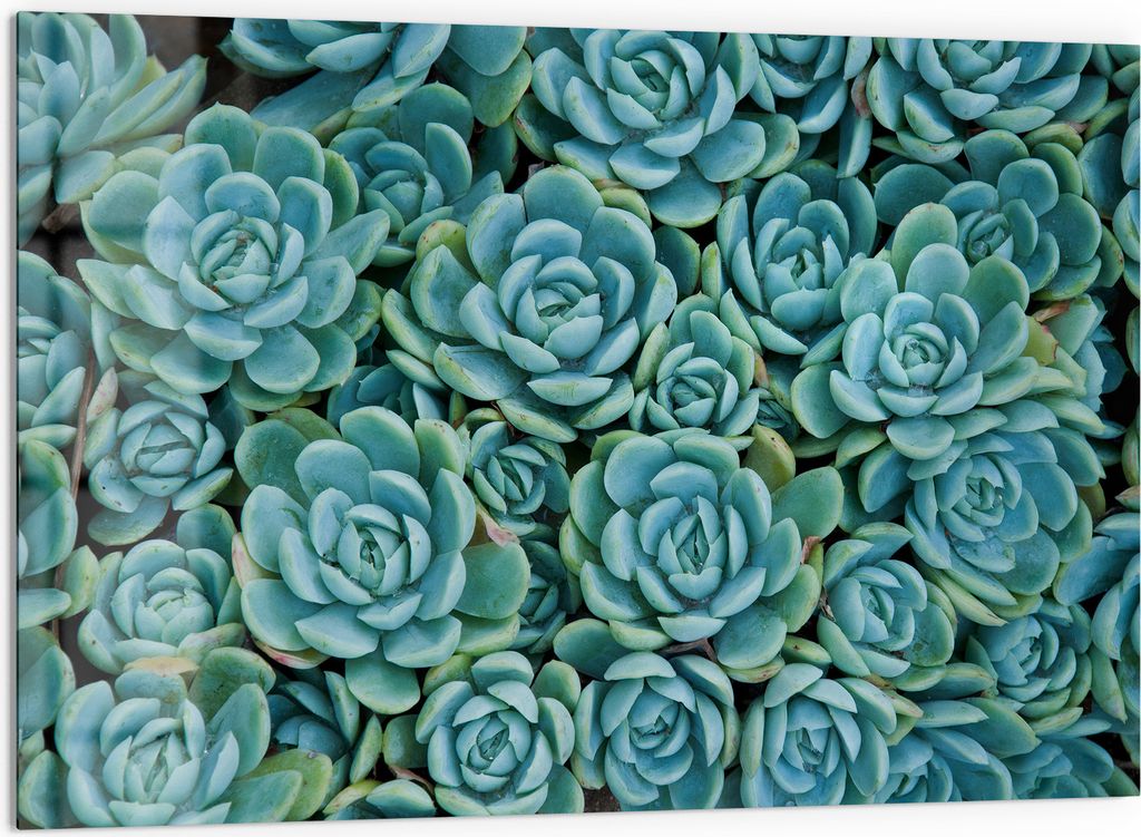 DEQORI Küchenrückwand Glas 60x40 cm 'Sukkulente Symmetrie' Spritzschutz Bad Rückwand Küche