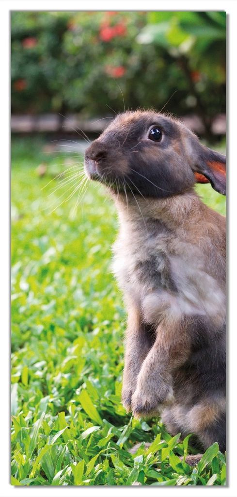 Wallario selbstklebende Türtapete 100 x 220 cm - Kaninchen im Garten mit süßem Blick - Abwischbar, rückstandsfrei zu entfernen