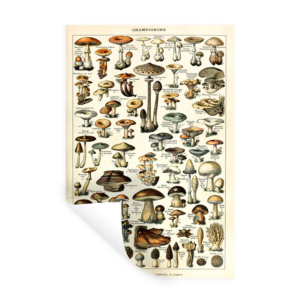 MuchoWow Wandtattoo Wandsticker Wandaufkleber Pilz - Herbst - Jahreszeiten - Vintage - Adolphe Millot - Natur 60x90 cm Selbstklebend und Repositi...