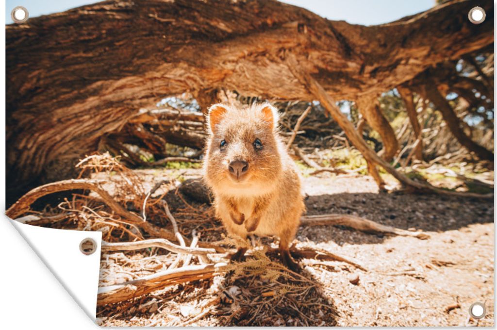 MuchoWow 120x80 cm Outdoor-Poster Gartendeko Sichtschutz Garten Poster für den Garten Wilder Quokka