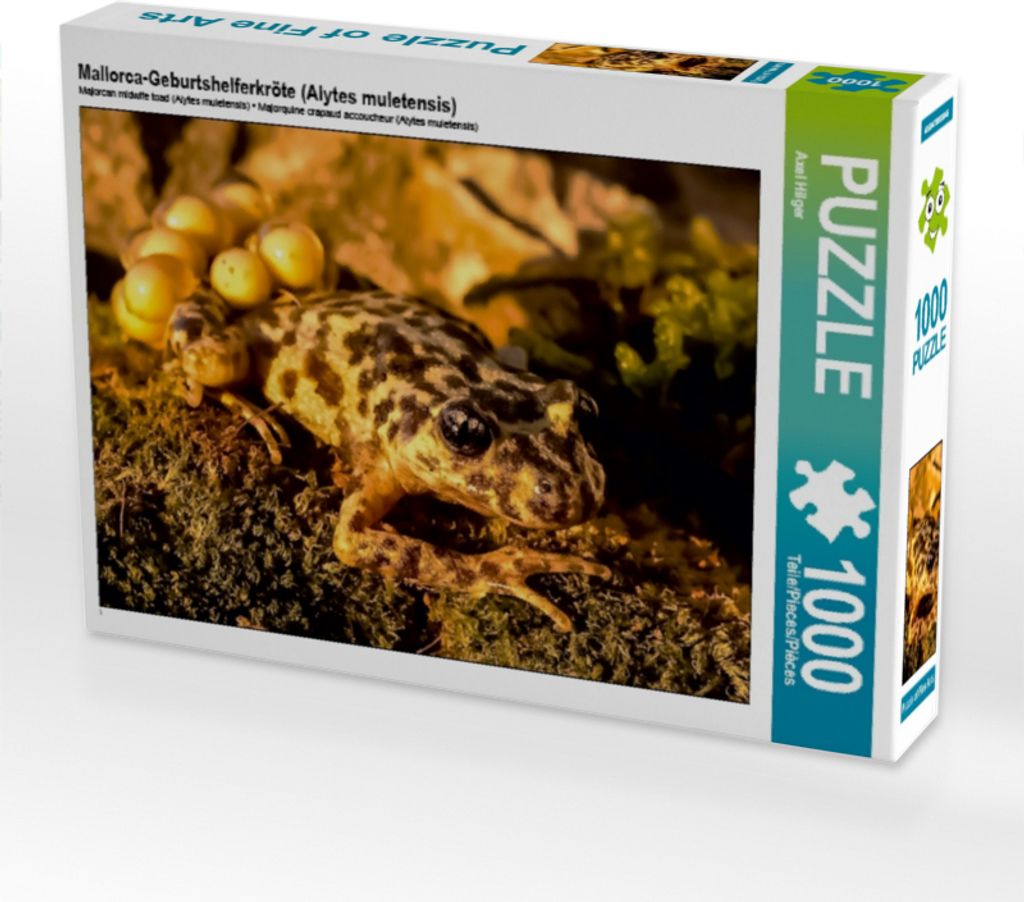 CALVENDO Puzzle Mallorca-Geburtshelferkröte (Alytes muletensis) | 1000 Teile Lege-Größe 64x48cm Foto-Puzzle für glückliche Stunden