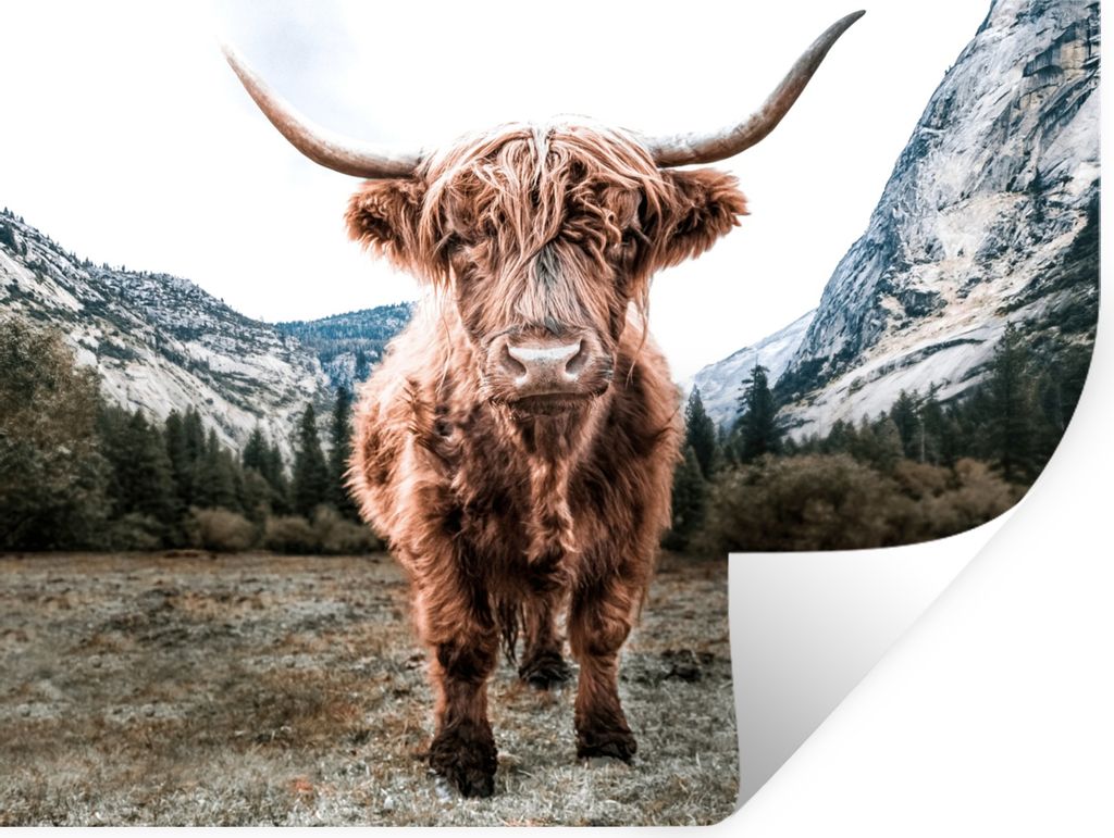 MuchoWow Wandtattoo Wandsticker Wandaufkleber Schottischer Highlander - Berg - Tiere 40x30 cm Selbstklebend und Repositionierbar - Faltenfrei