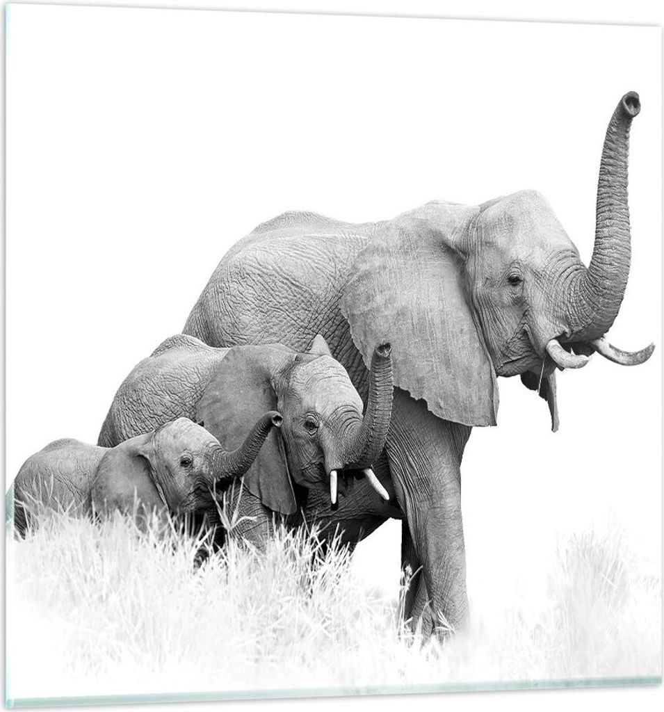 Bilder auf glas - Einteilig - Elefanten Familie Schwarz und Weiß - 50x50cm - Glasbilder - Wandbilder - Bilder - Wanddekoration aus Glas - Glas Bil...