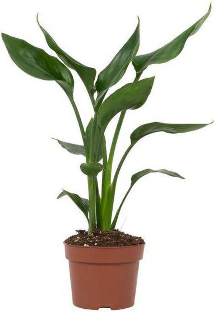 Strelitzia Reginae Paradiesvogelblume Ø12cm 35cm Exotische Blühpflanze