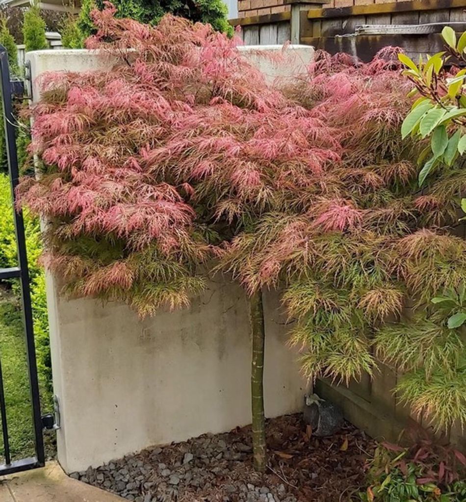 Fächerahorn ́ORANGEOLA ́ 50-60 cm, Cont. 3 l