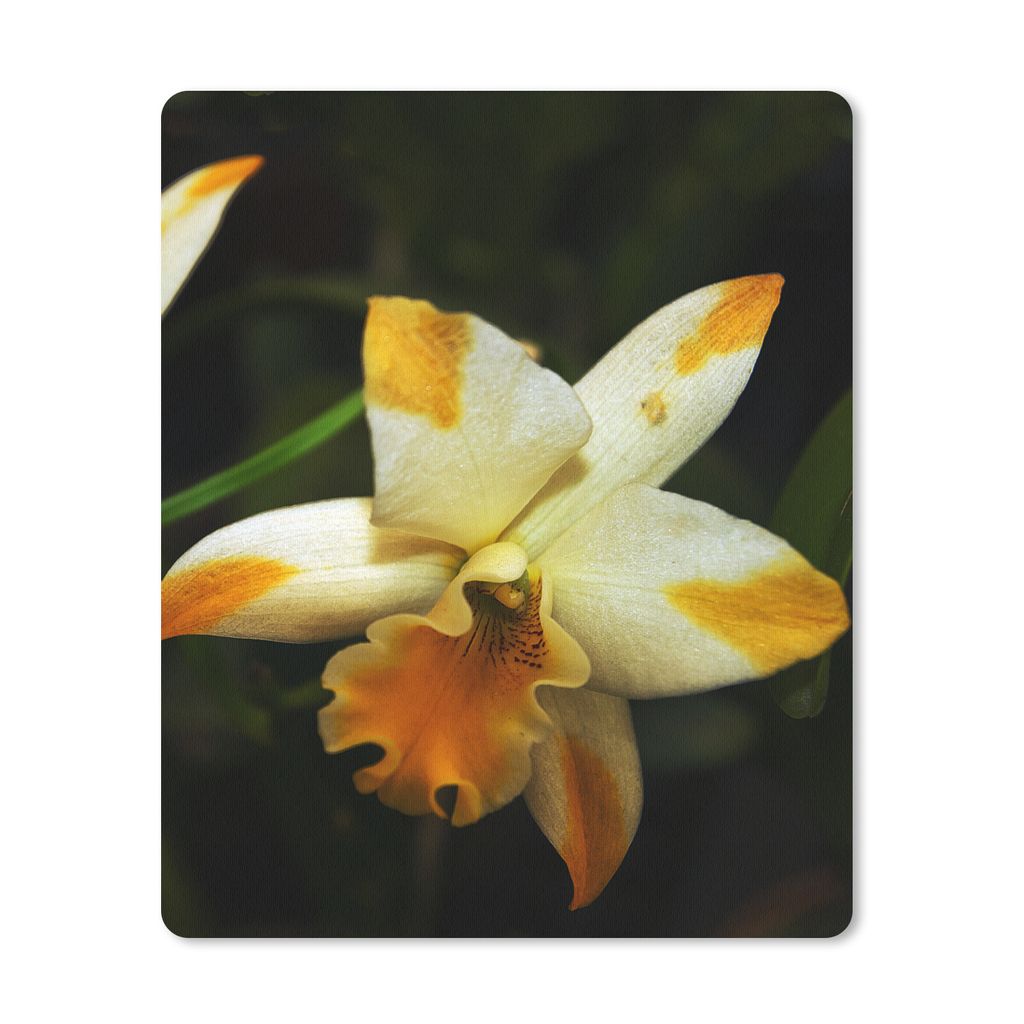 MuchoWow Mauspad Mousepad Zwei Orchideenblüten 19x23 cm - Mousepads - Maus Mat - Pad - Mausunterlage - Mauspads - Spielen