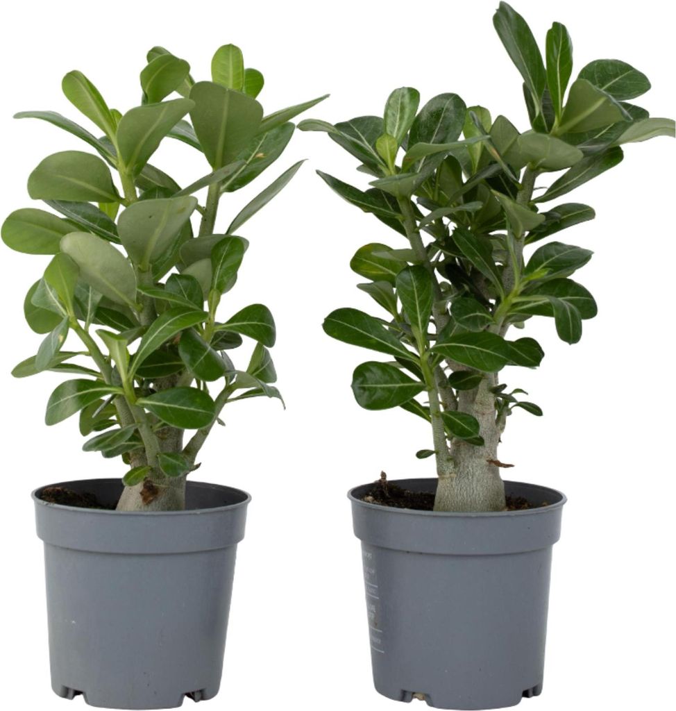Adenium arabskie - 2 szt - Adenium obesum - Wysokość Zdjęcie produktu 
