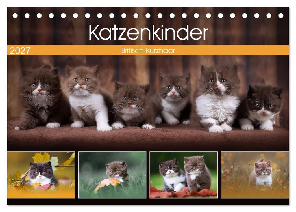 Katzenkinder - Britisch Kurzhaar (Tischkalender 2027 DIN A5 quer), CALVENDO Monatskalender