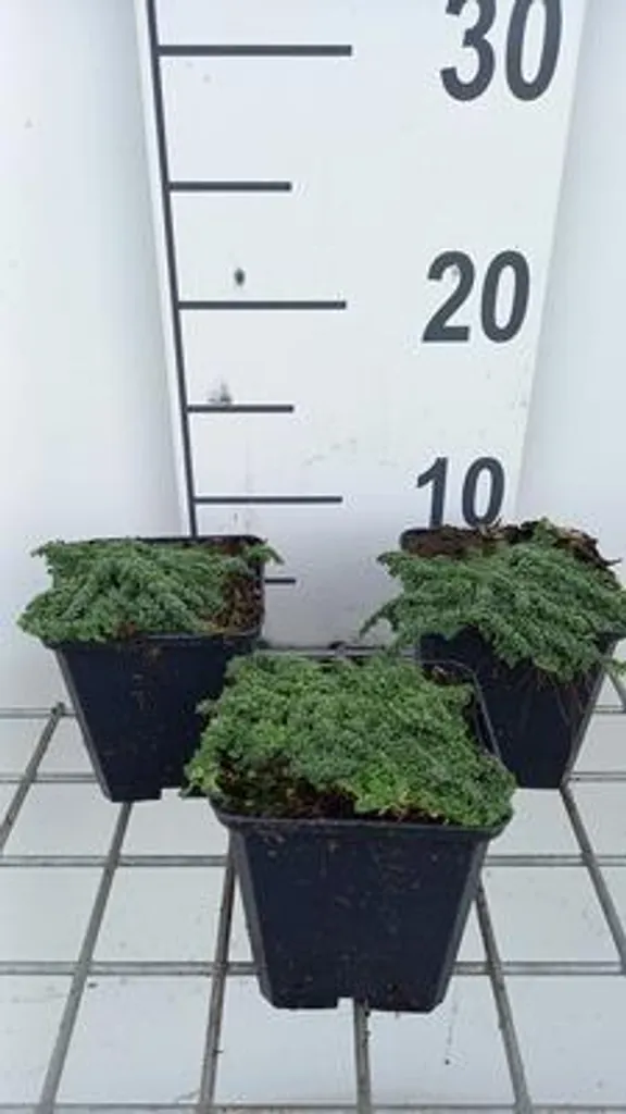 Thym Serpolet pour Jardin Sec - Lot de 6 Thymus praecox Minor 9cm