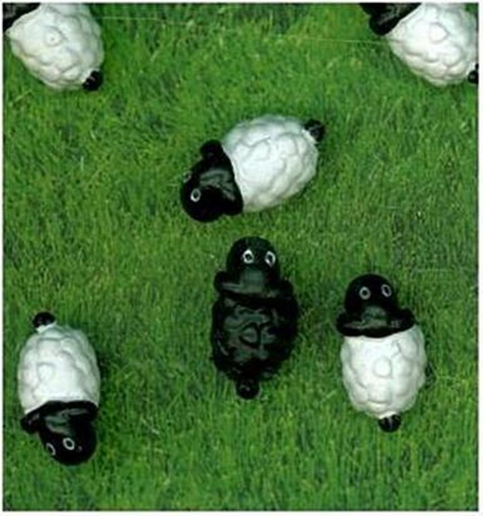 Magnete SHEEP 6er Set weiss/schwarz