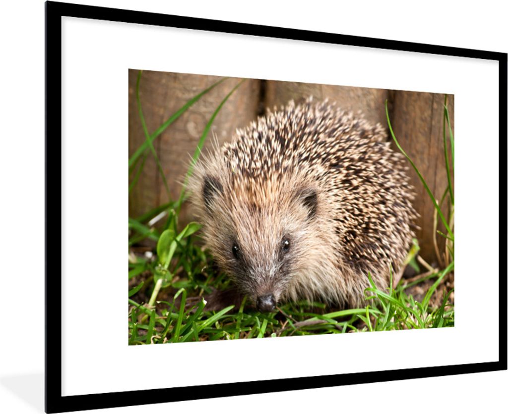 MuchoWow Gerahmtes Poster Igel für Holzhintergrund 90x60 cm - Poster mit Schwarzem Bilderrahmen Wandposter Rahmen Foto Bilder - Wanddekoration -...