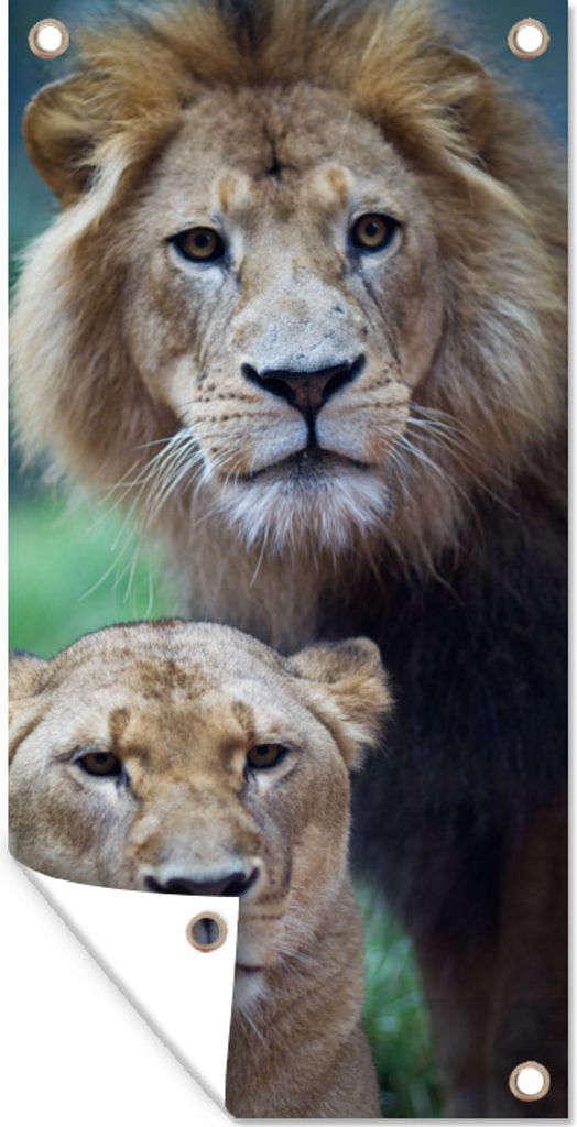 MuchoWow 40x80 cm Outdoor-Poster Gartendeko Sichtschutz Garten Poster für den Garten Porträt - Löwe